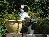 SHIH TZU 365